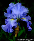 The Iris in Art