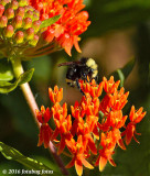 As Busy As a Bee!
