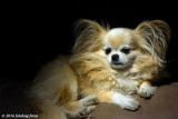 Portrait of Miko the Magnificent