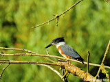 Royalty - Lady Kingfisher