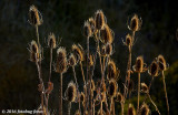 Tenacious Teasel