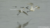 Great Egret Airshow