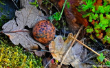 The Fascinating Oak Puff Ball