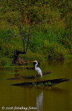 A Great White Egret Stands Out in a Pond