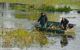 Clearing the Ponds of Invasive Plants