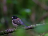 P900-041516-055.jpg