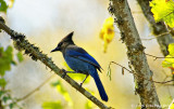 Stellers Jay is Stellar in My Book!