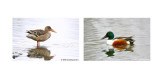 Northern Shoveler Pair