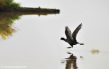 Did you ever see a Coot walking on water?