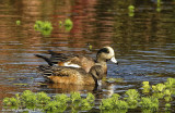 American Widgeon Pair