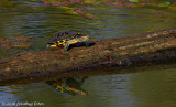 The Colorful Red -eared Slider