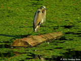 P900-060616-031