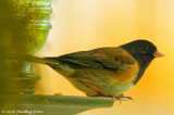 The Oregon Junco