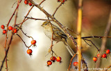 Golden-crowned Sparrow