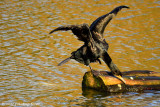 Coordinated Cormorant