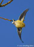Goldfinch Takeoff