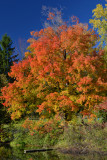 Parc national du Mont Saint-Bruno