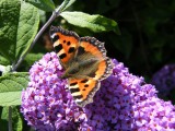 Small tortoiseshell butterfly in Cornwall