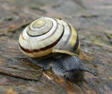 Snail