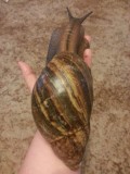 Heavy snail