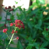 Ceanothus