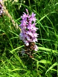 Tiny orchid...