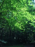 In the trees