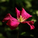 Clematis 2