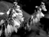 Hostas in bloom