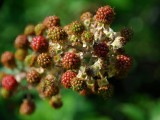 Fruitful