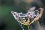 Raindrops keep fallin...