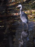 Can a heron stalk...?