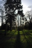 Green wood
