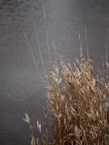 Rustling in the breeze