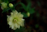 Yellow hellebore