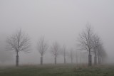 Misty avenue
