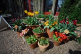 Pots of many colours