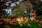 Acers in abundance