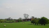 Bucolic