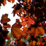 Autumn in spring