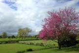 Blossoming