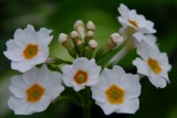Sprung