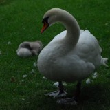 Proud parent