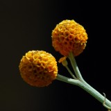 Baubles