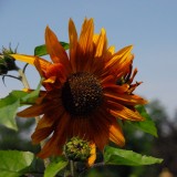 Sunflower in the shade