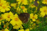 Ravenous Ringlet