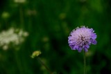 My favourite flower...