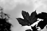 Heralding the fall
