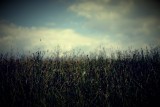 Into the unmown