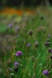 Meadow I